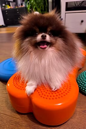 Meine Tierphysio