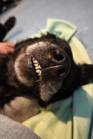 Entspannter Hund
