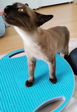 Katze auf Balance-Pad
