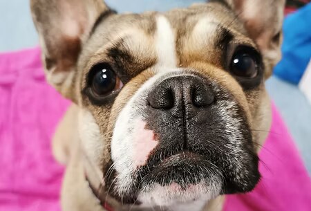 Französische Bulldogge
